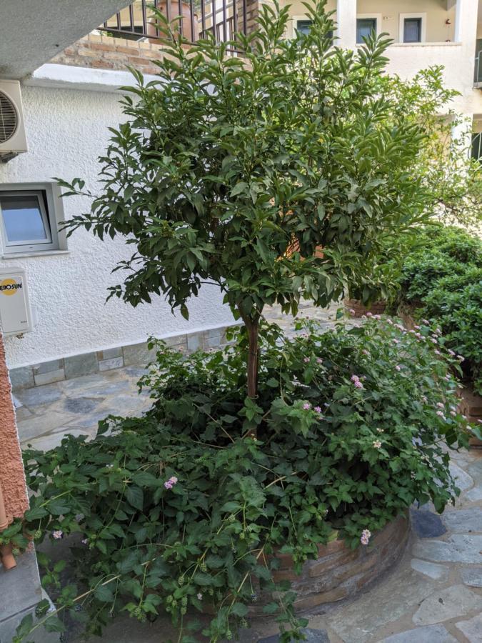 Hotel Omirico Gouvia Dış mekan fotoğraf